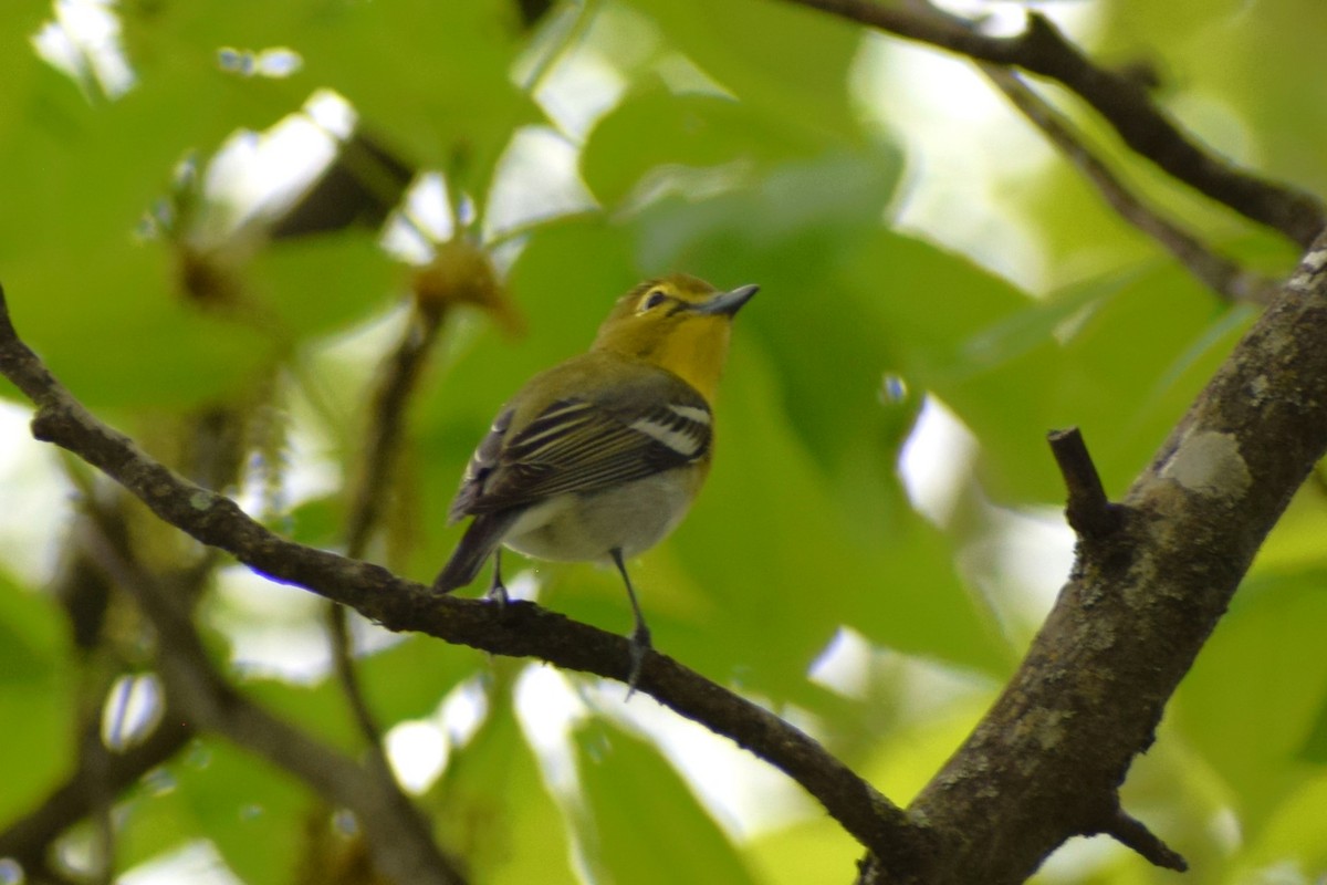 Yellow-throated Vireo - ML617581308