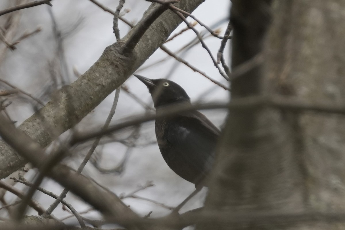 Rusty Blackbird - ML617581312