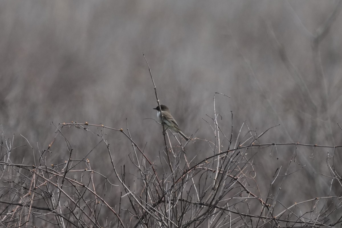 Eastern Phoebe - Matt Myers