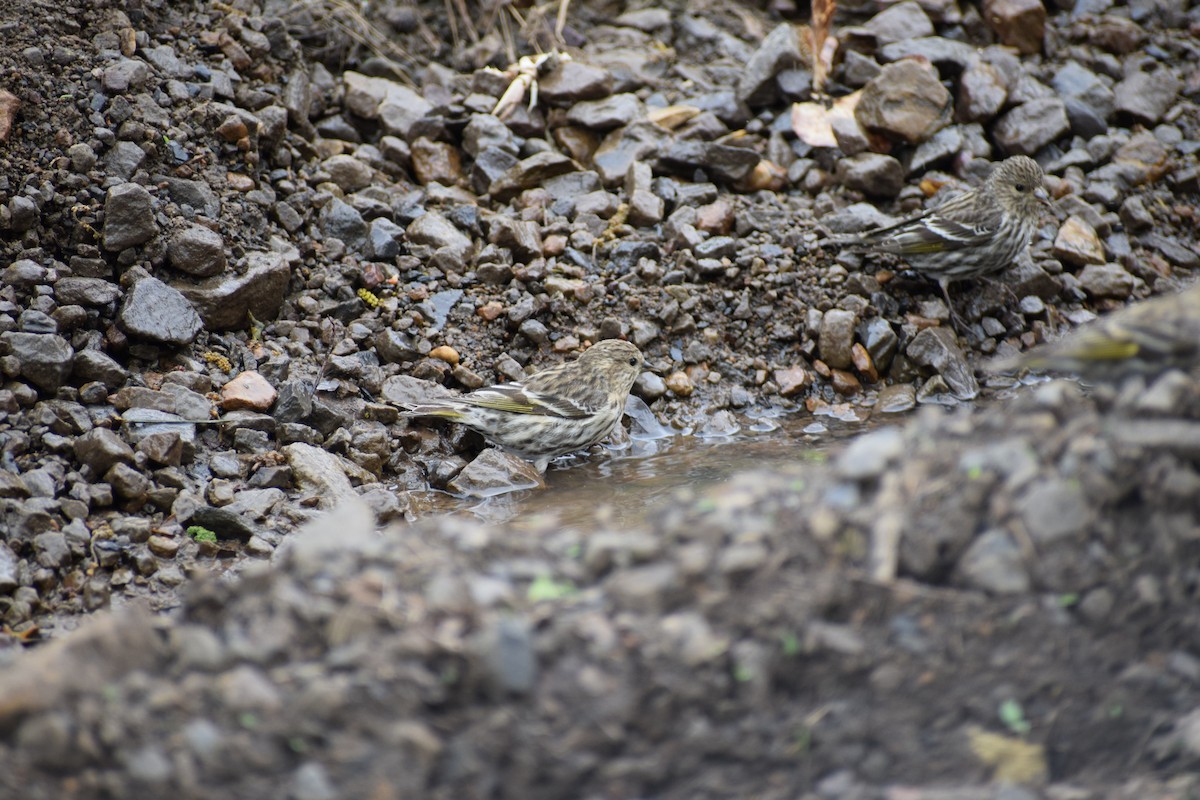 Pine Siskin - ML617581320