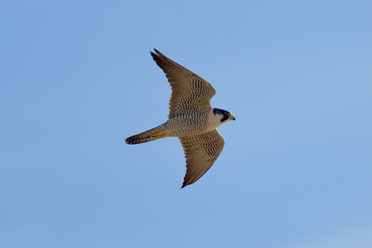 Эгэл шонхор - ML617581340