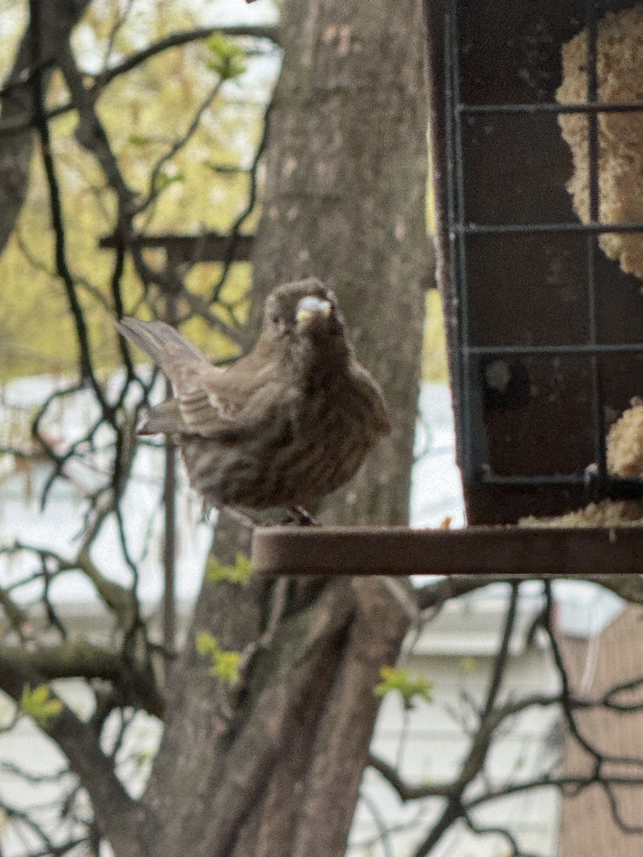 House/Purple Finch - ML617581368