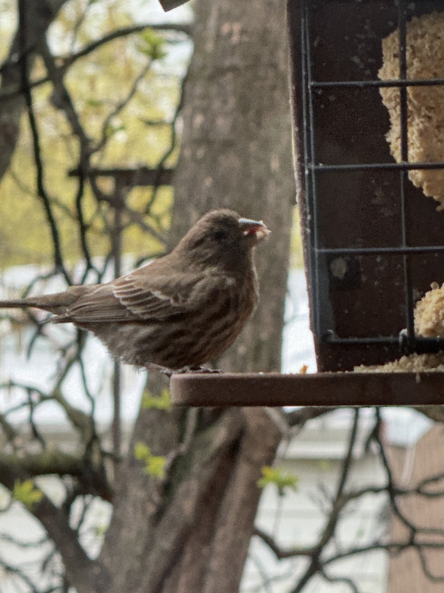 House/Purple Finch - ML617581369