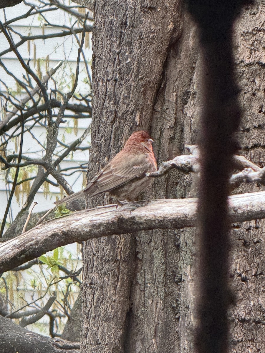 House/Purple Finch - ML617581372