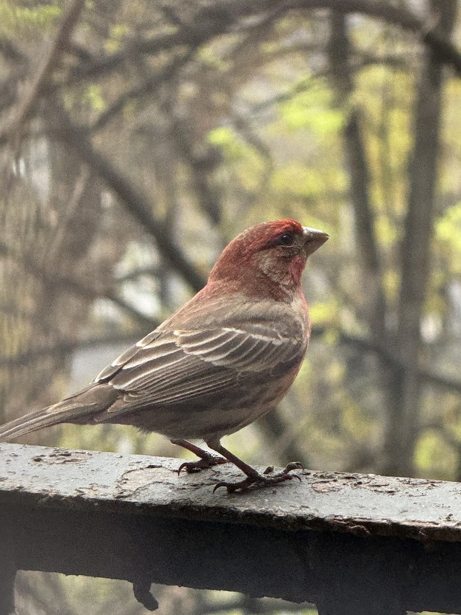 House/Purple Finch - ML617581375