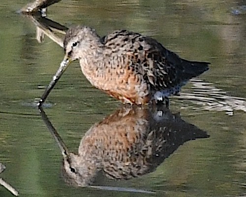 Short-billed Dowitcher - ML617581381