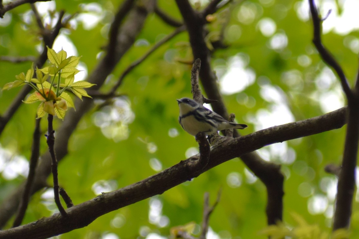 Cerulean Warbler - ML617581392
