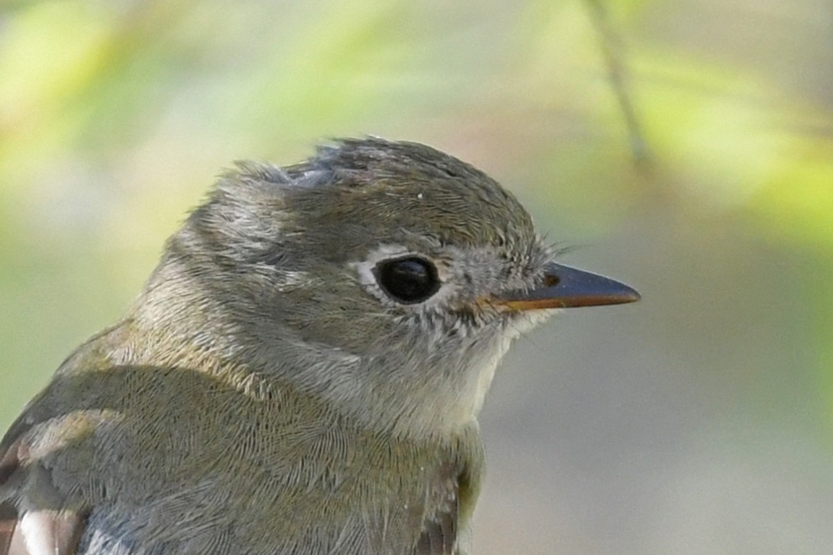 Hammond's Flycatcher - ML617581395