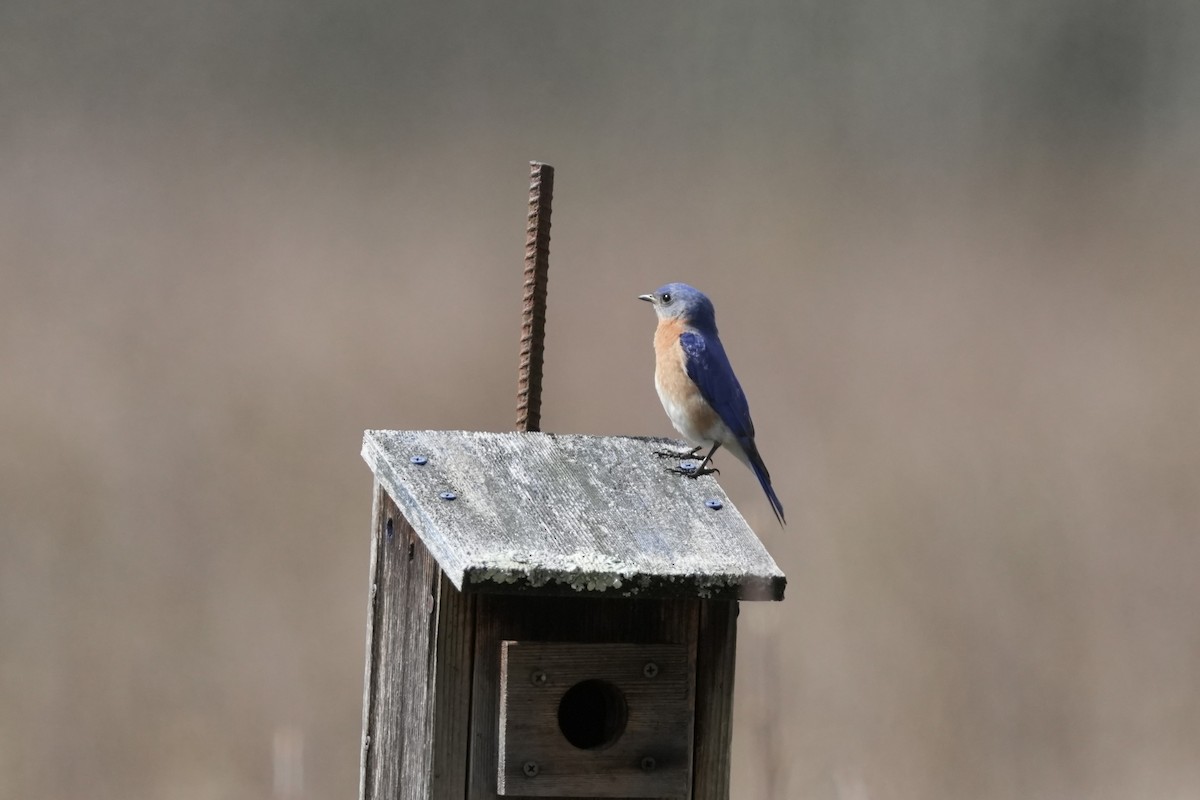 Eastern Bluebird - Matt Myers