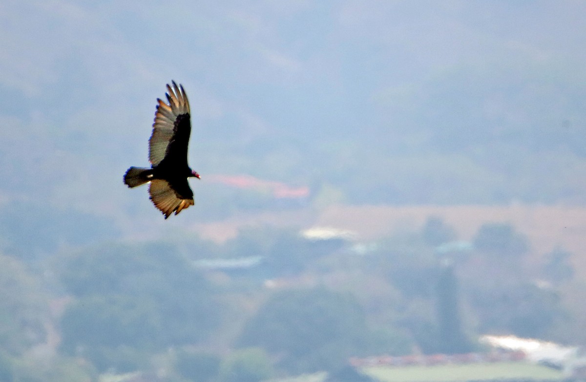 Urubu à tête rouge (ruficollis) - ML617581402