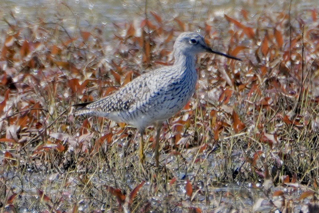 Greater Yellowlegs - ML617581403