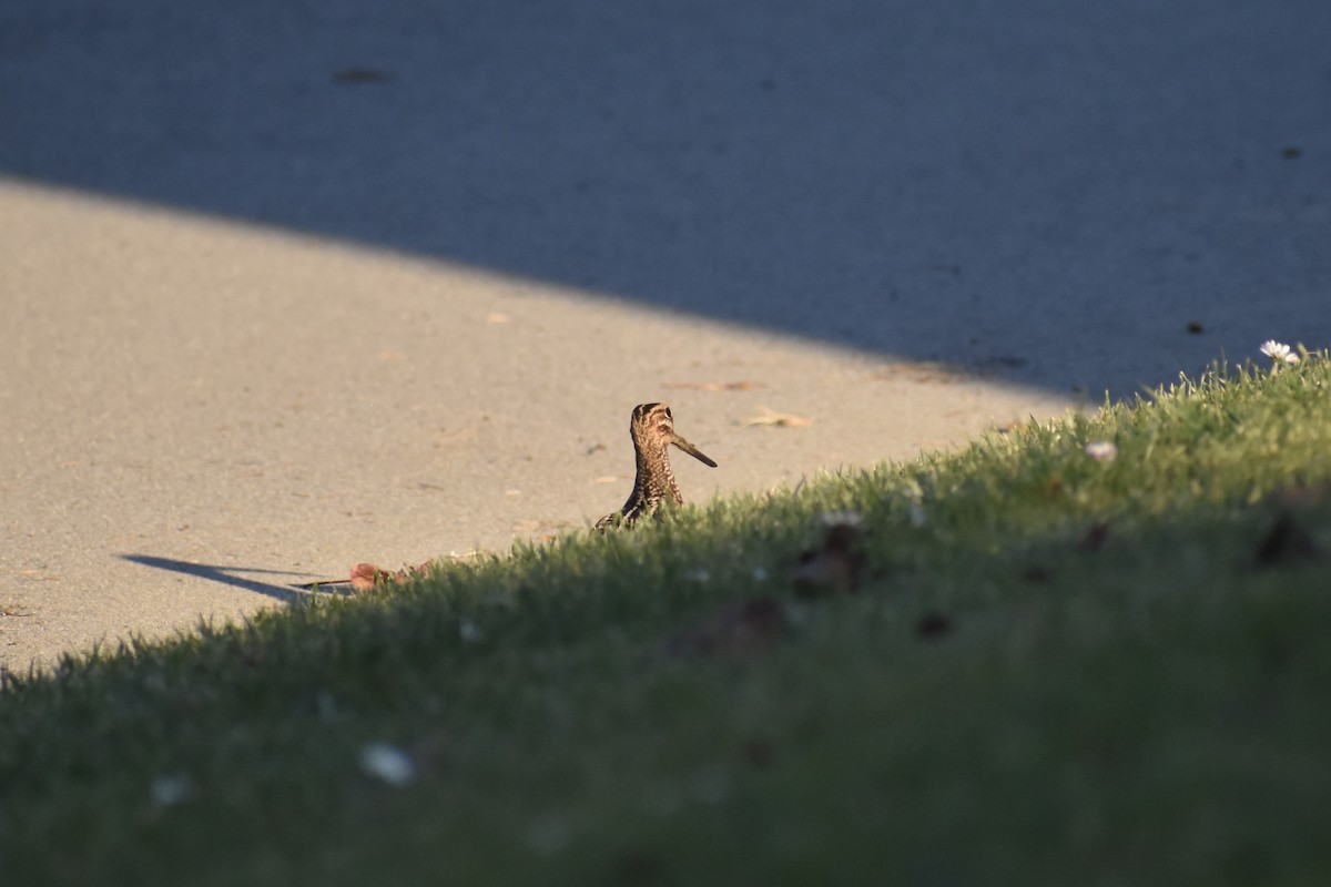 Wilson's Snipe - ML617581415