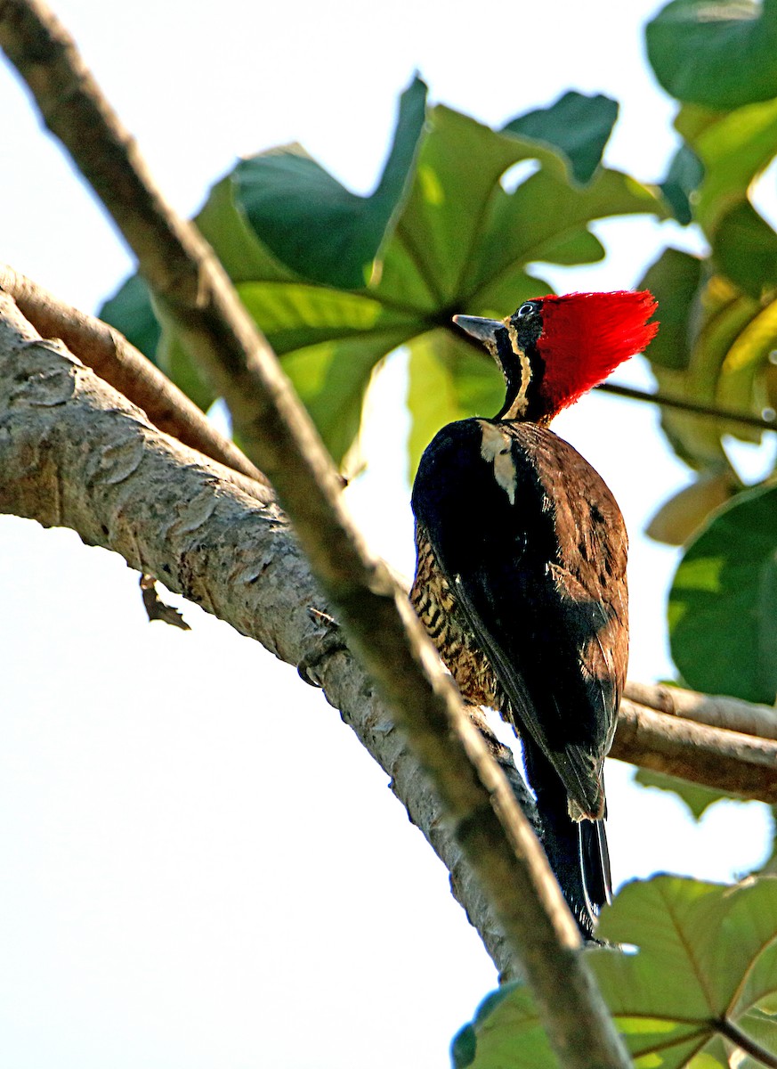 Lineated Woodpecker - ML617581421