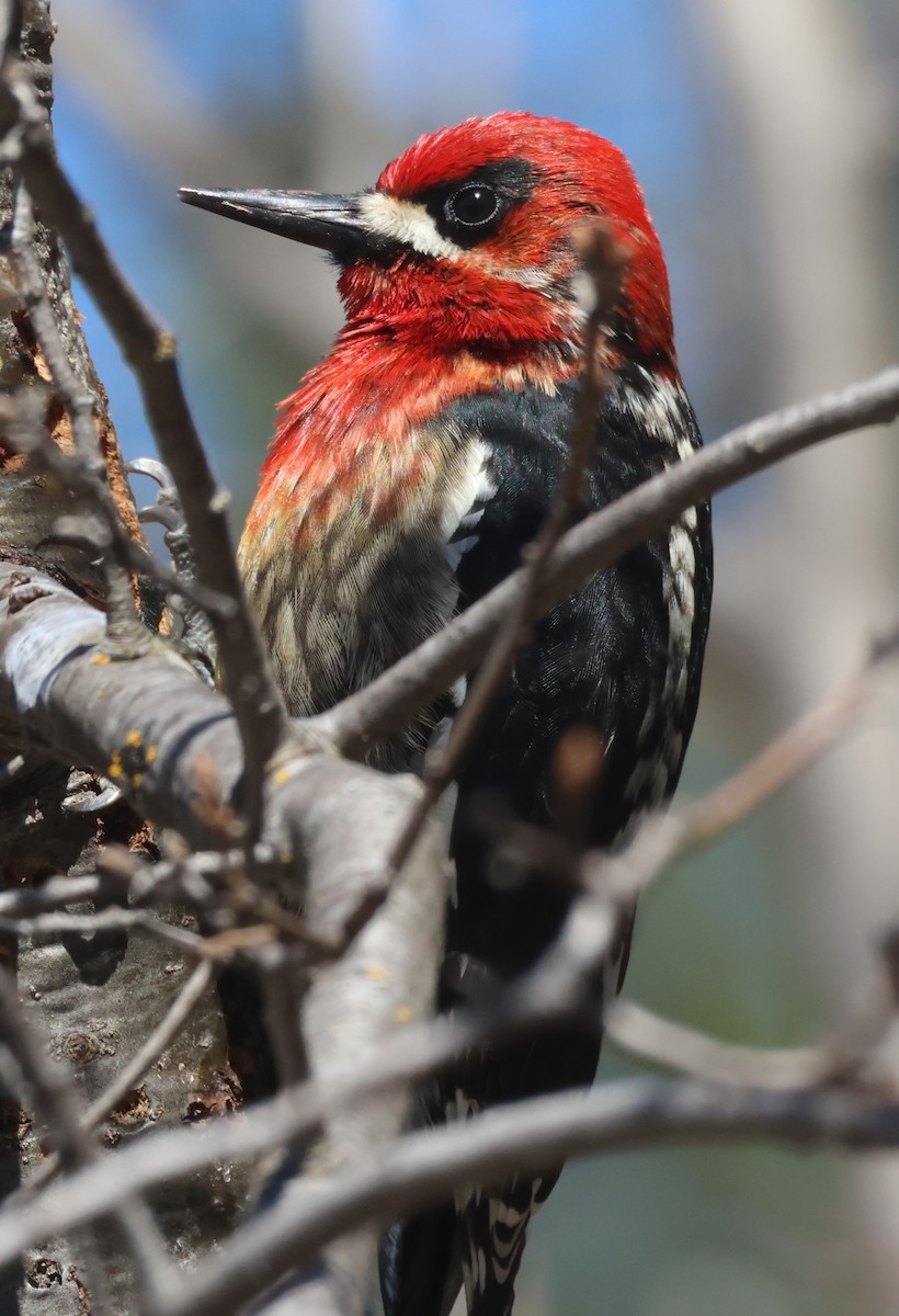 Red-breasted Sapsucker - ML617581422