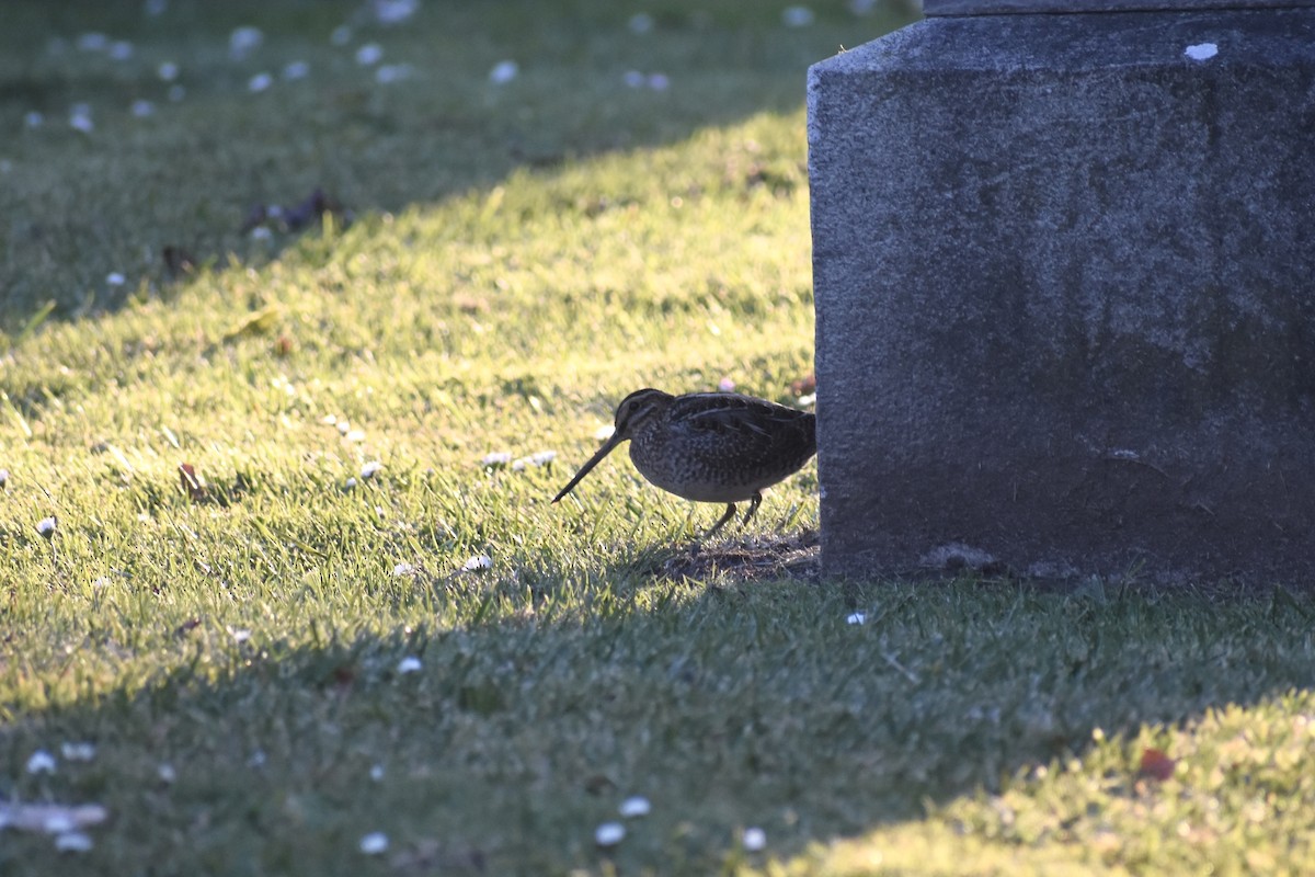 Wilson's Snipe - ML617581424