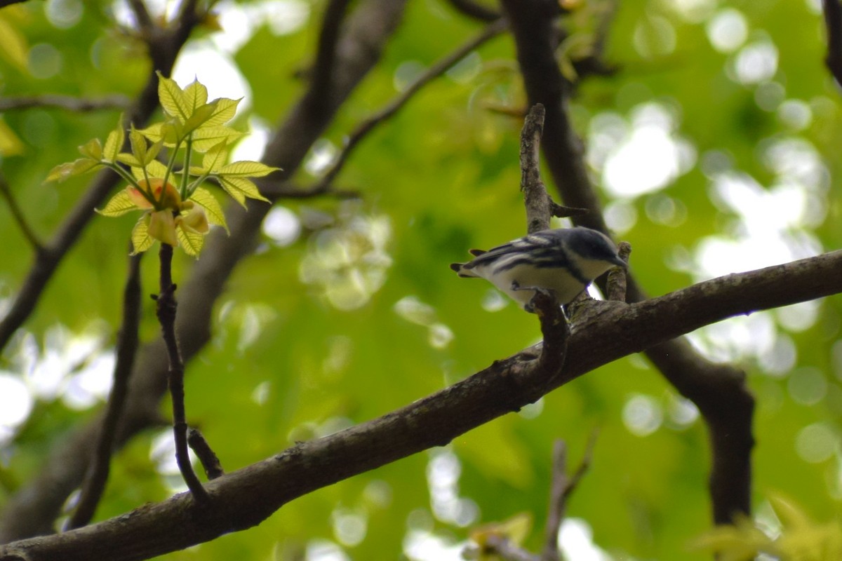 Cerulean Warbler - ML617581430
