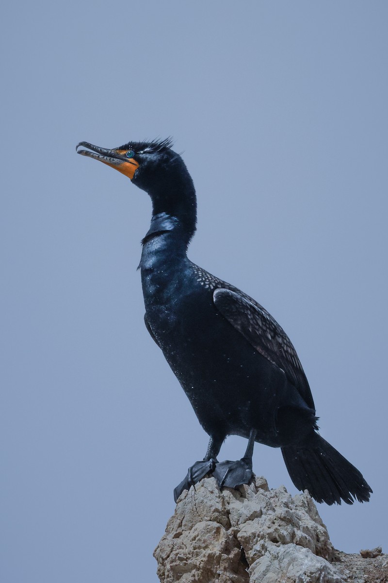 Double-crested Cormorant - ML617581445