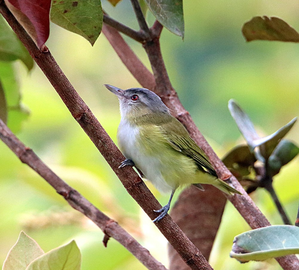 Yellow-green Vireo - ML617581456