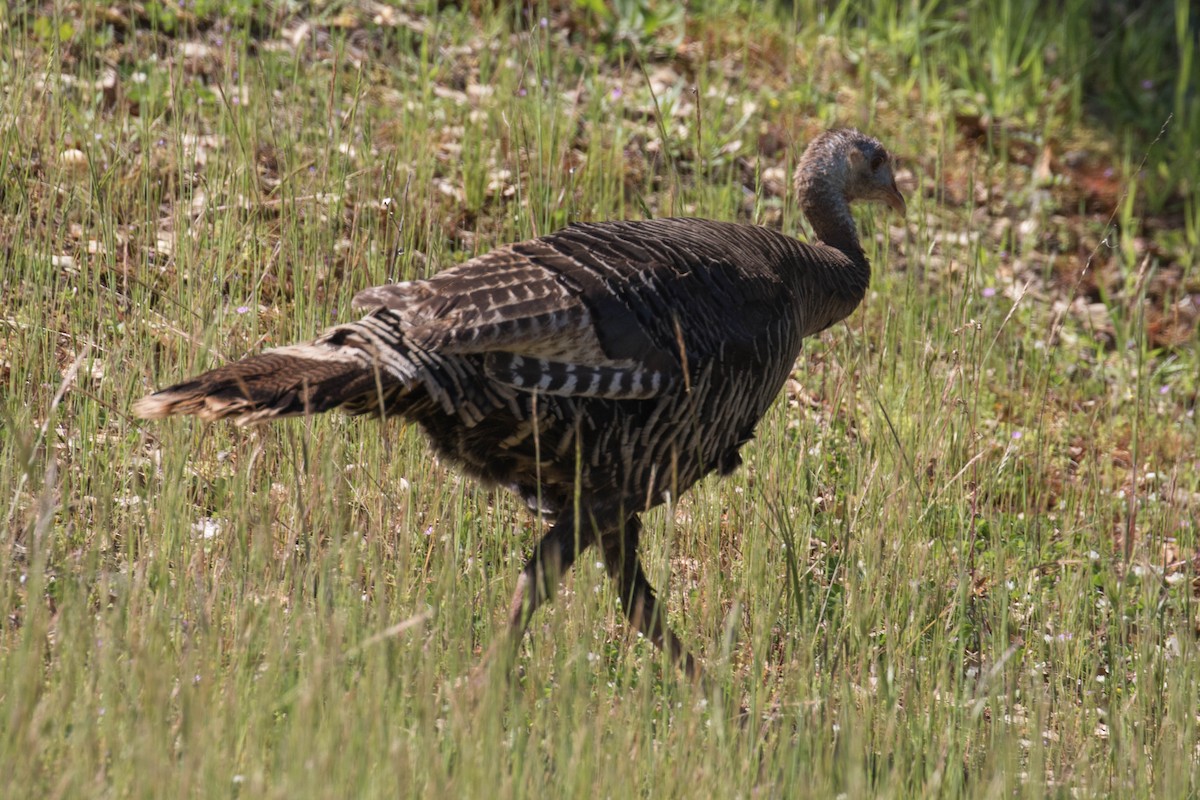 Wild Turkey - ML617581468