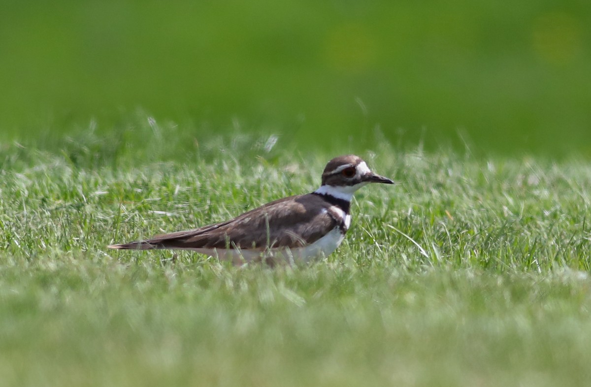 Killdeer - ML617581473