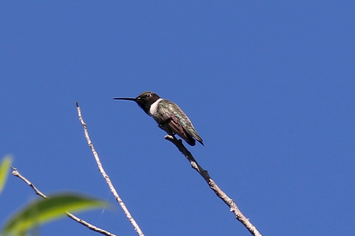 Black-chinned Hummingbird - ML617581474
