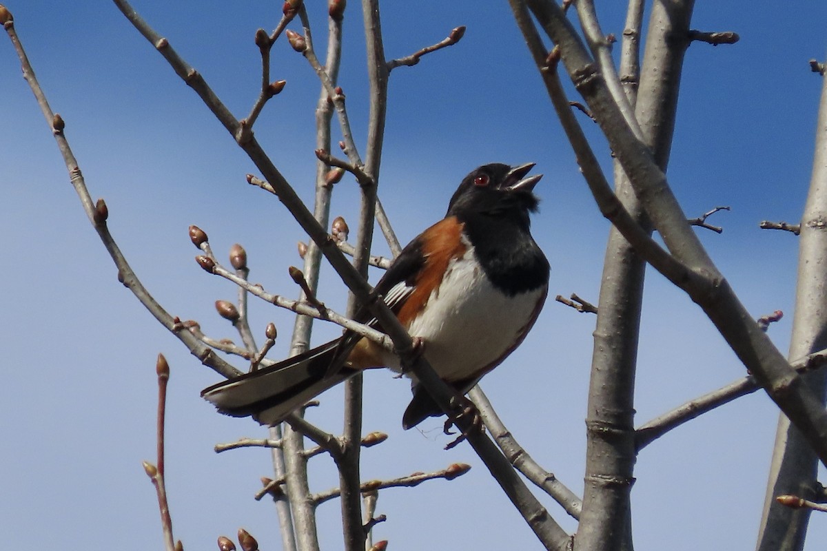 Eastern Towhee - ML617581480