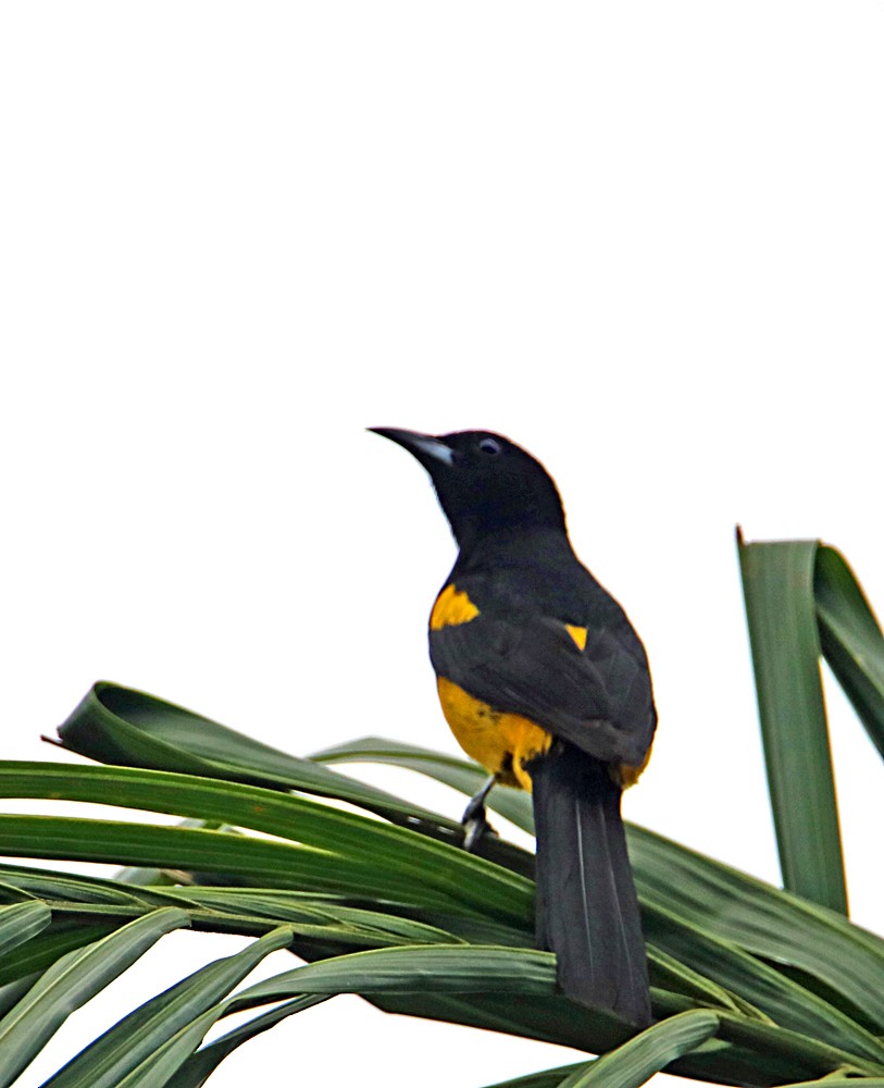 Black-cowled Oriole - ML617581481