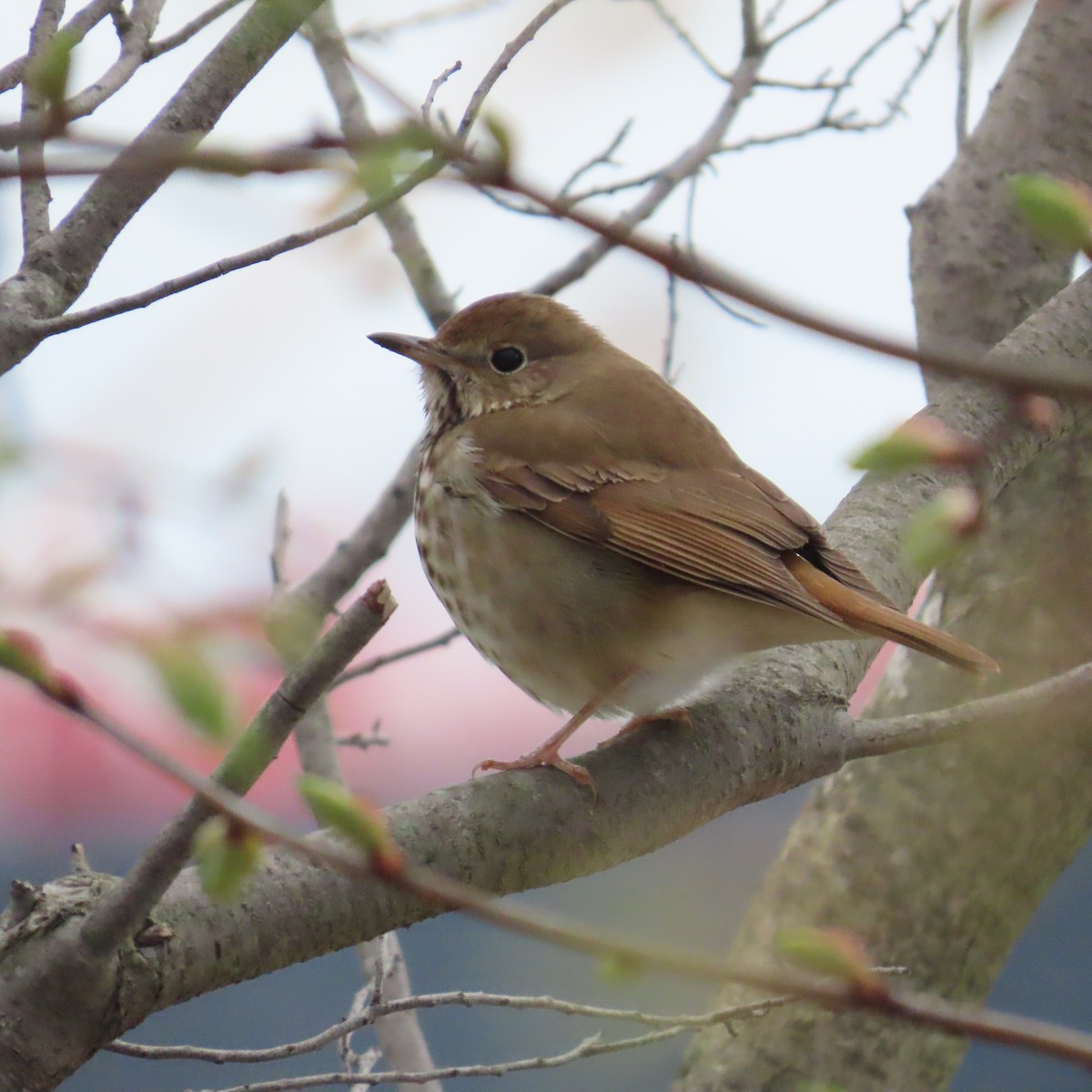 Hermit Thrush - ML617581514