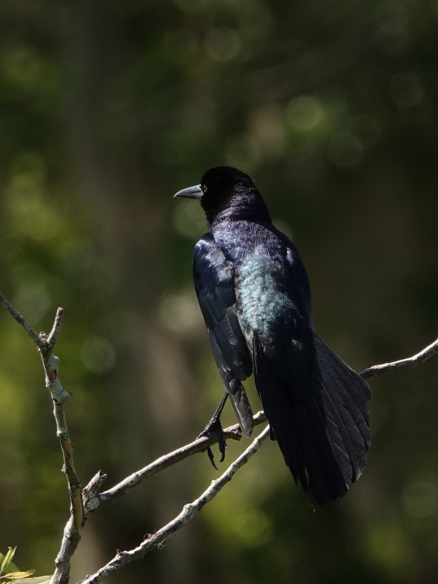 Boat-tailed Grackle - ML617581521