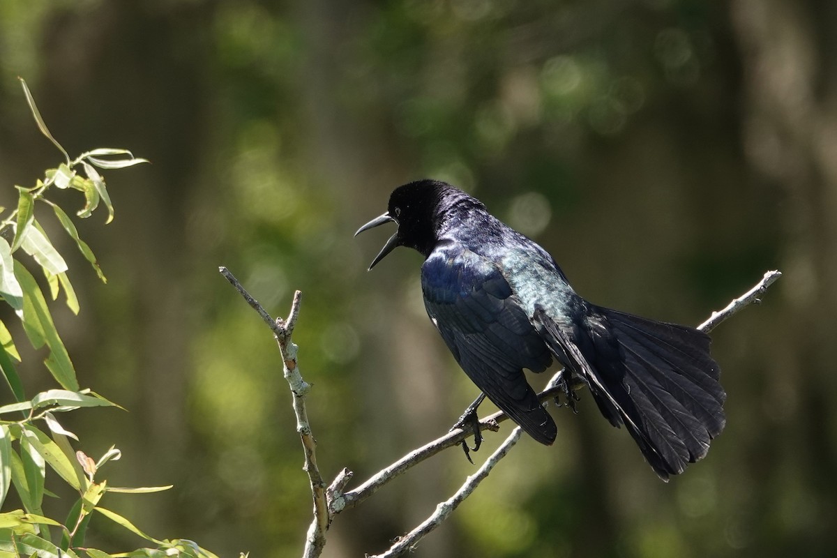 Boat-tailed Grackle - ML617581523