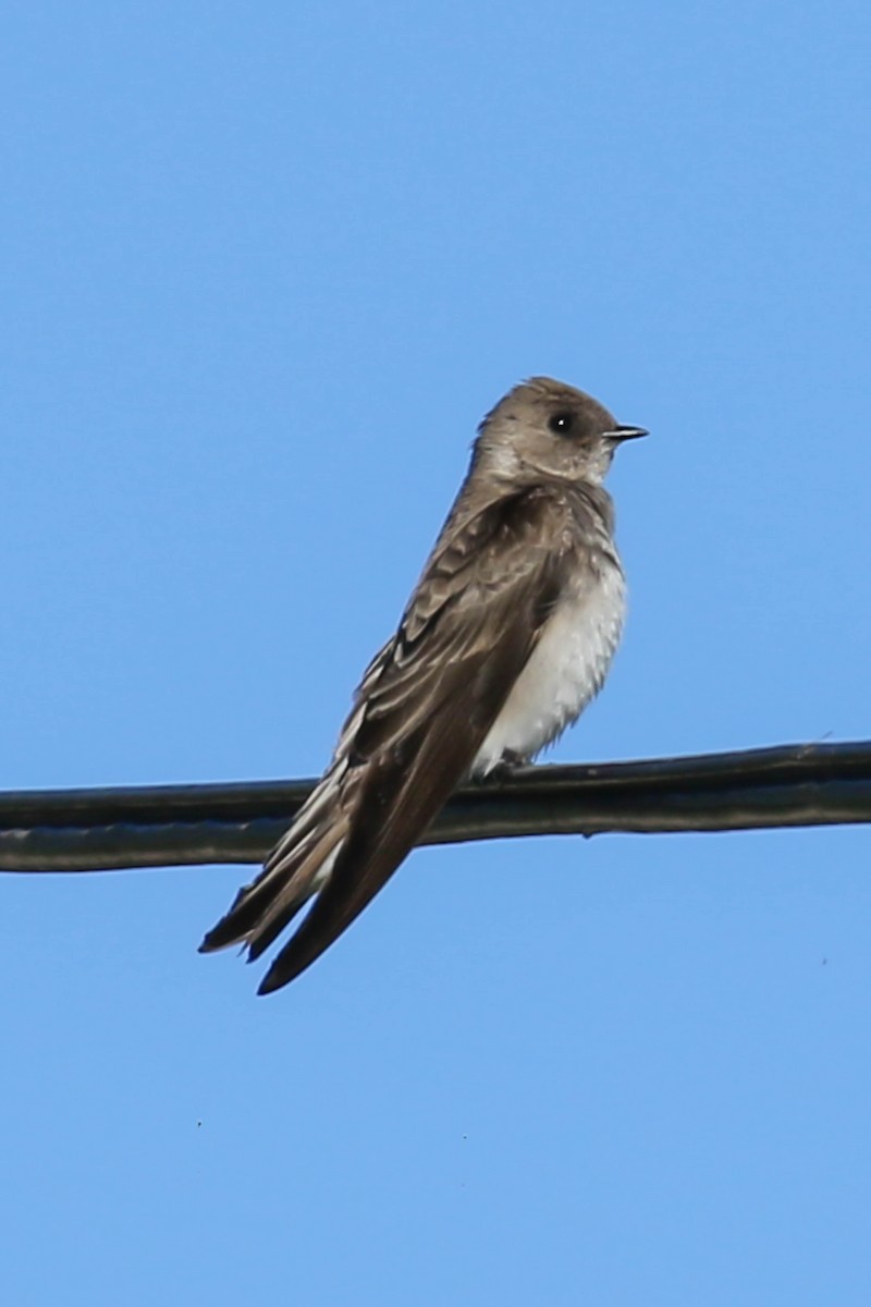 Northern Rough-winged Swallow - ML617581535