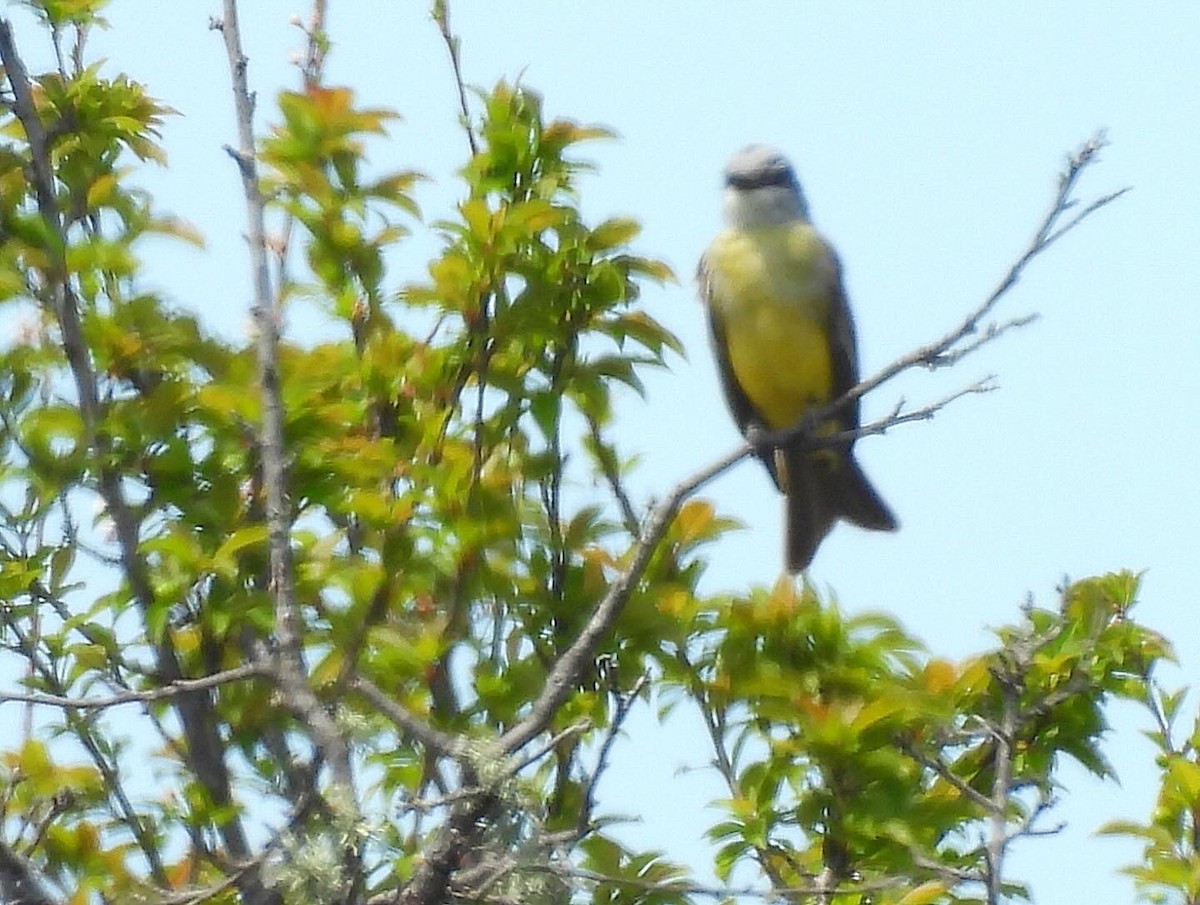 Tropical Kingbird - ML617581558