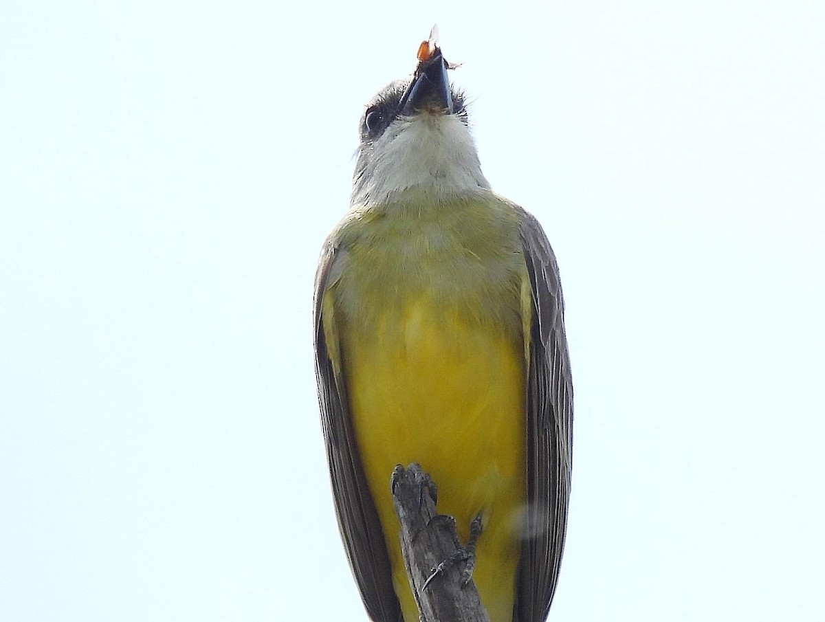 Tropical Kingbird - ML617581560