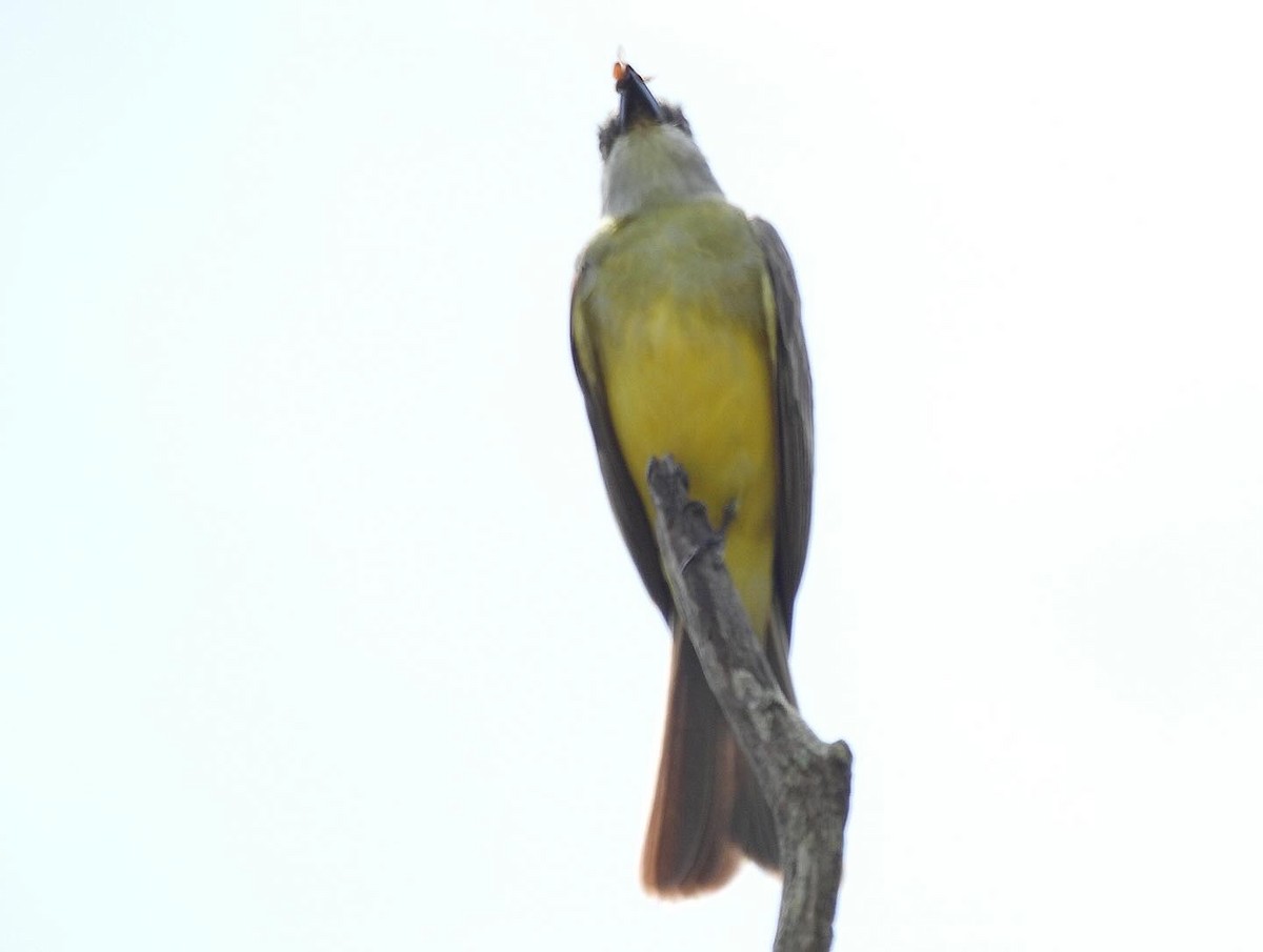 Tropical Kingbird - ML617581561