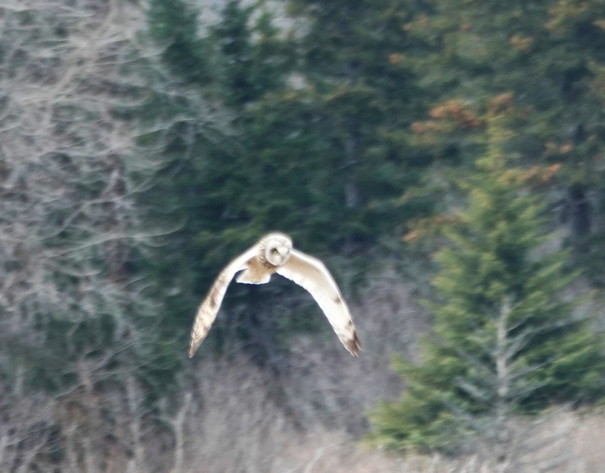 Short-eared Owl - Robin Collman