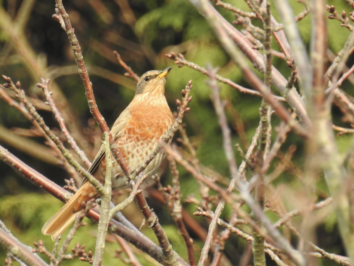 Naumann's Thrush - ML617581581