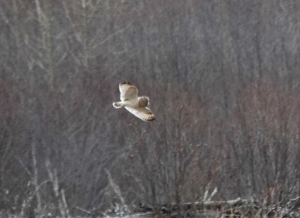 Short-eared Owl - Robin Collman