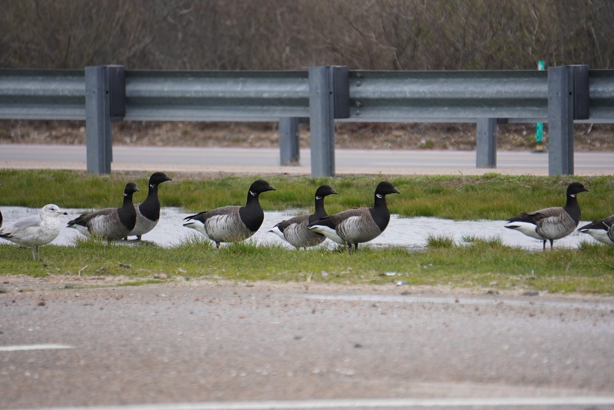 Brant - ML617581641