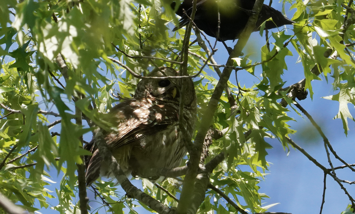 Barred Owl - ML617581672