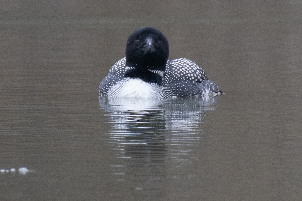 Common Loon - ML617581675