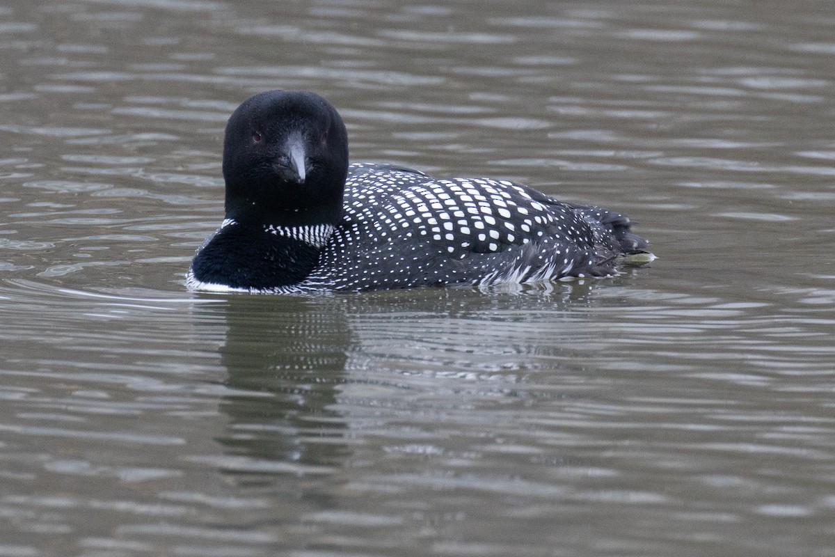 Common Loon - ML617581676