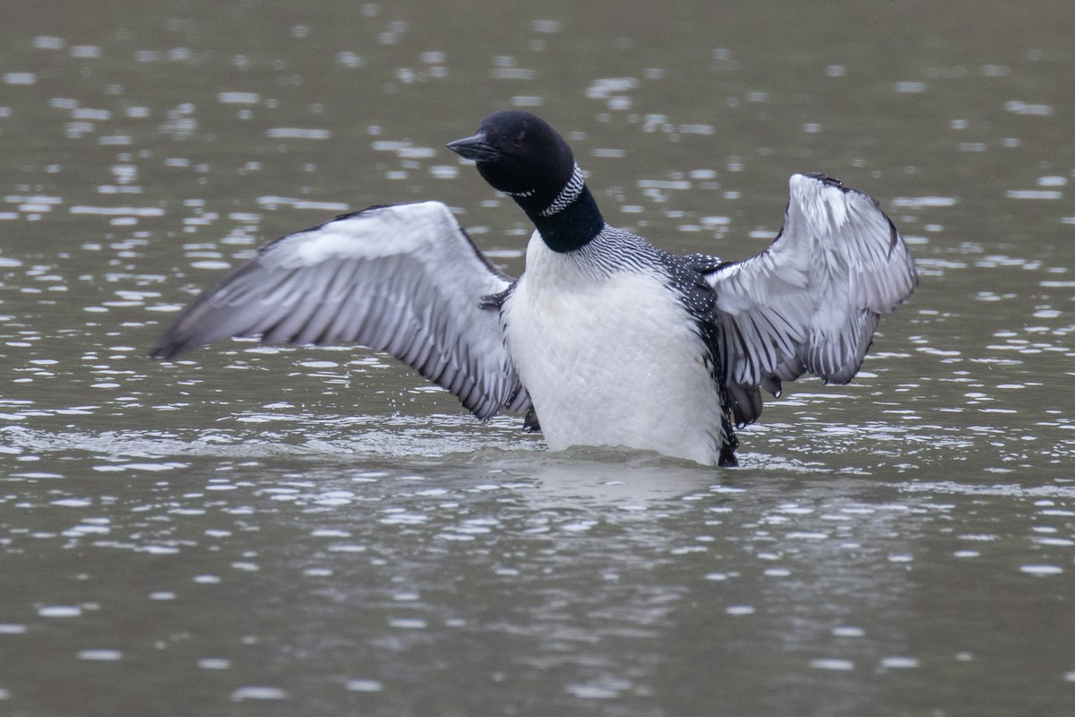 Common Loon - ML617581677