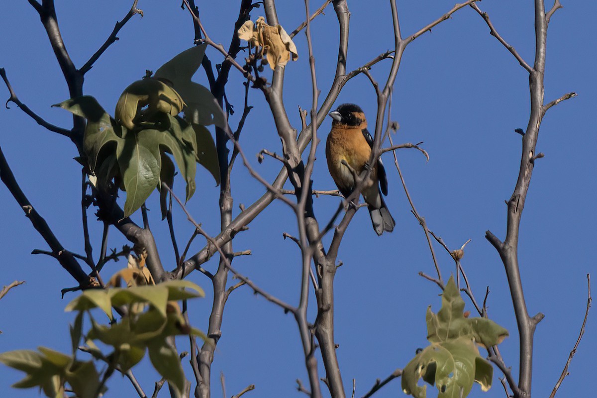 Black-headed Grosbeak - ML617581682