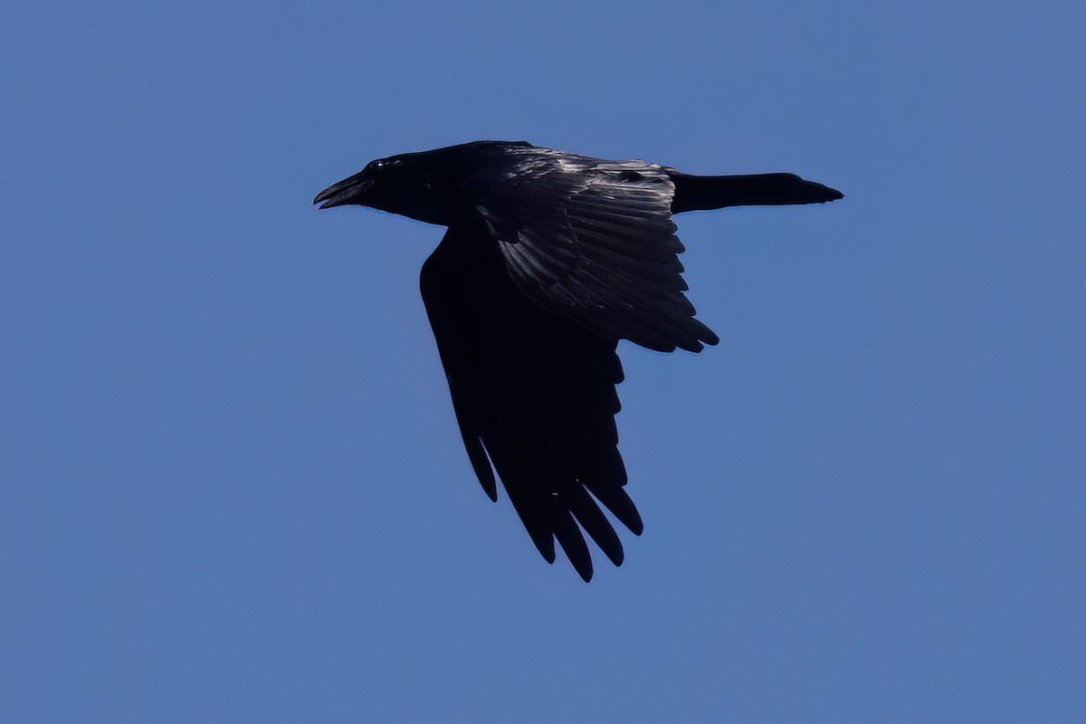 Common Raven - Ted Keyel
