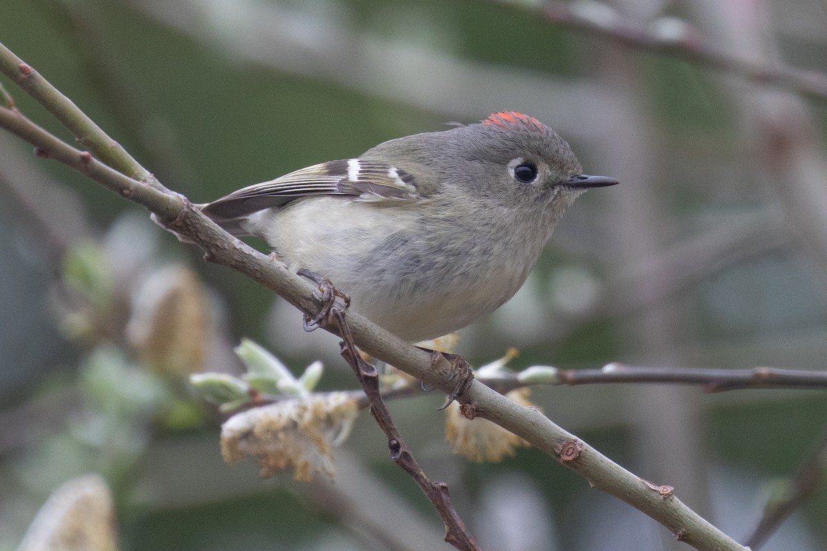 Ruby-crowned Kinglet - ML617581706