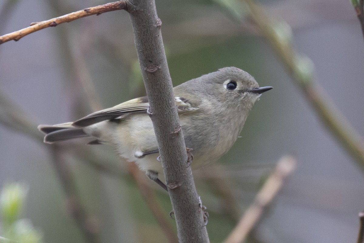 Ruby-crowned Kinglet - ML617581708