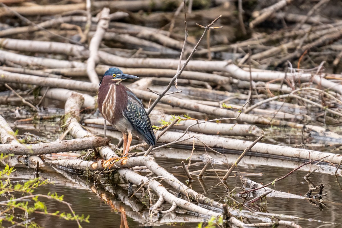 Green Heron - ML617581718