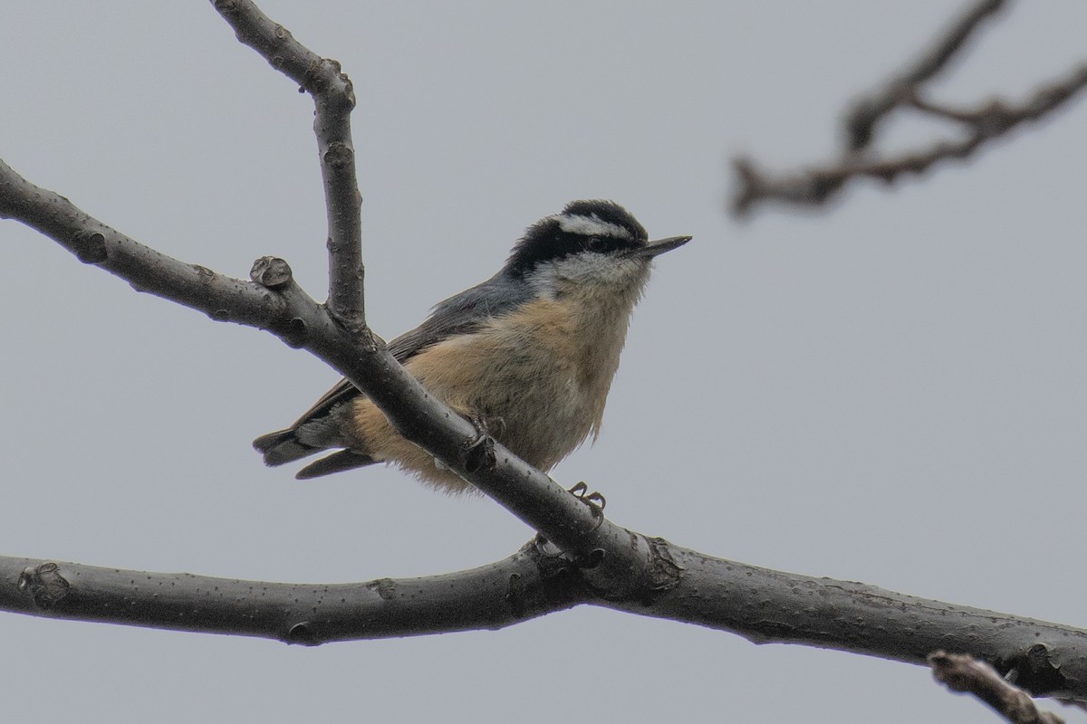 Red-breasted Nuthatch - ML617581725