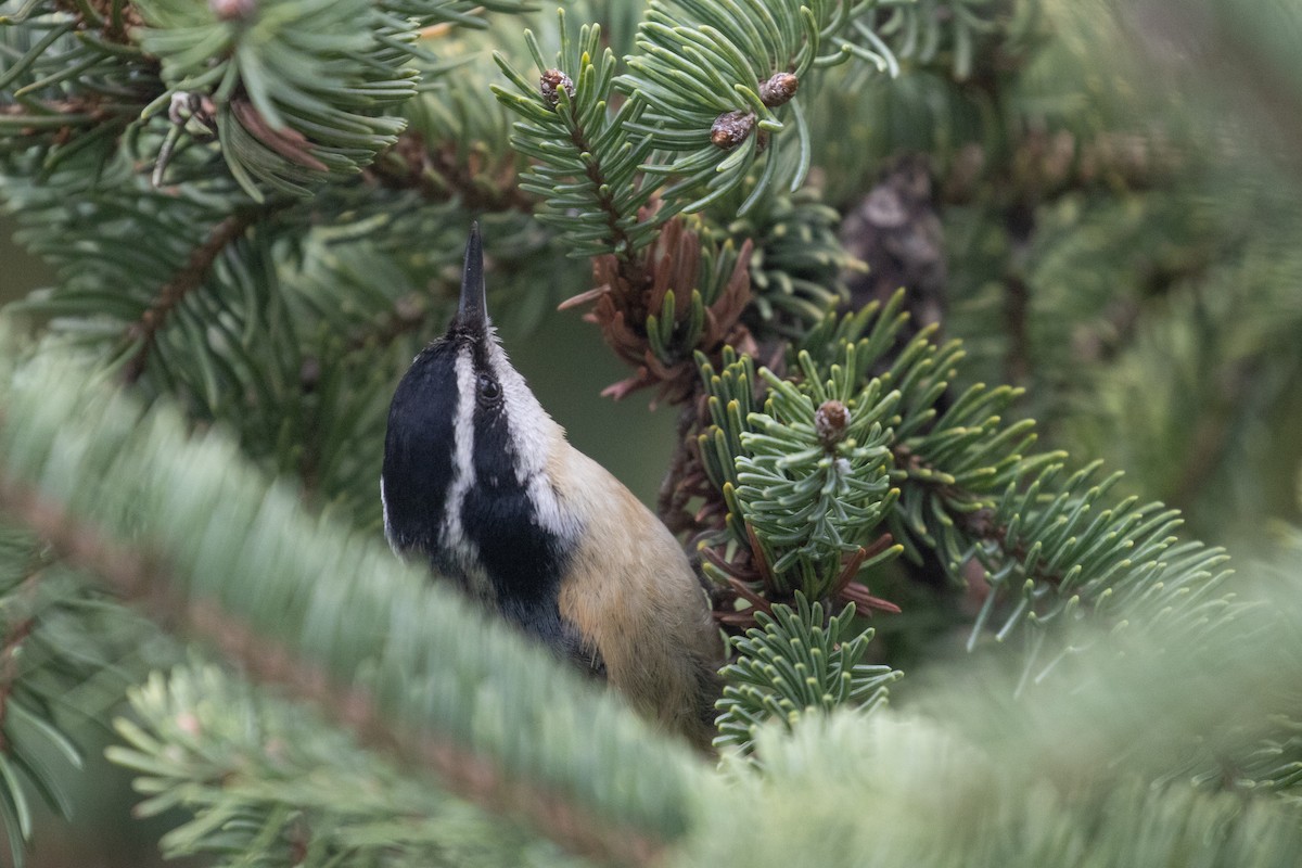 Red-breasted Nuthatch - ML617581731