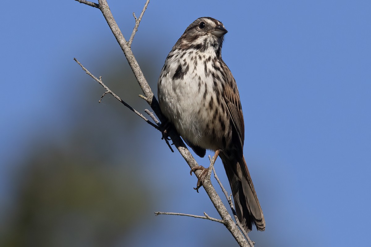Song Sparrow - Ted Keyel